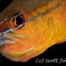 cardinalfish_goldbelly_bhr_tam_h_0256_bal6095.jpg